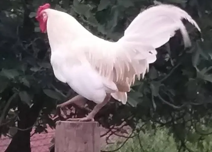Di Nonna Piera *